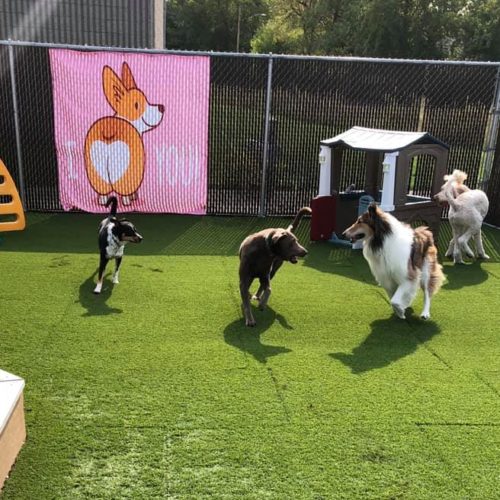 Dogs at our Lake Country doggy daycare.